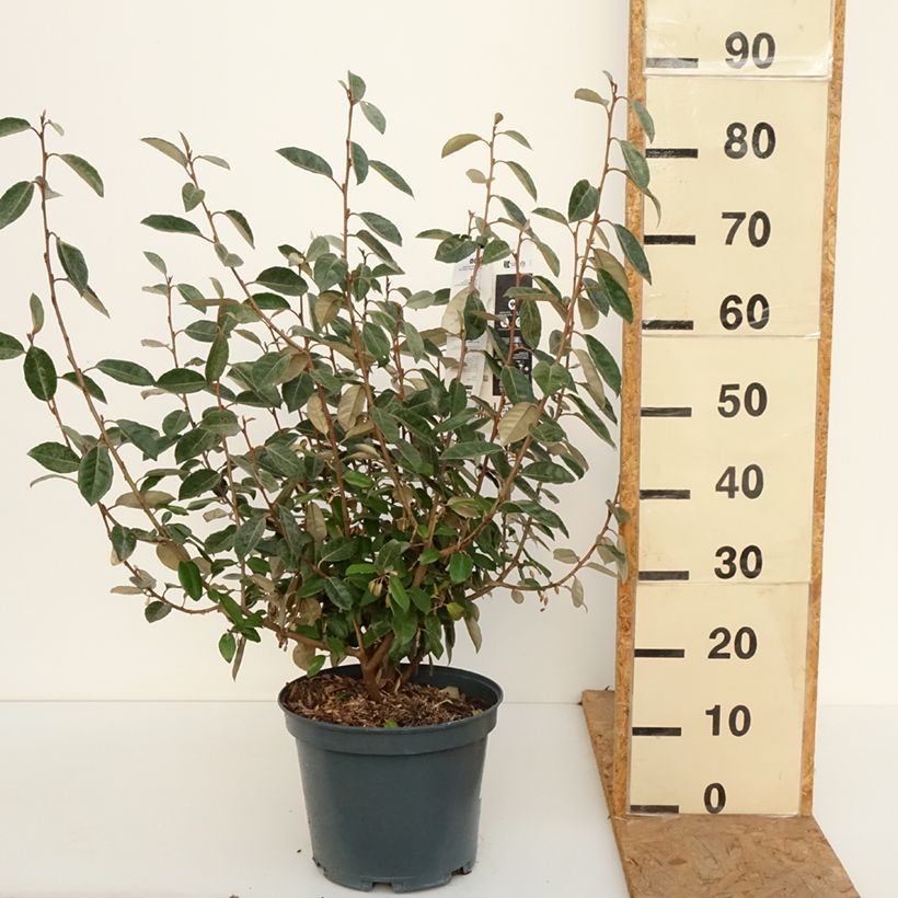 Elaeagnus ebbingei - Oleaster Silverberry 7.5L/10L pot sample as delivered in autumn