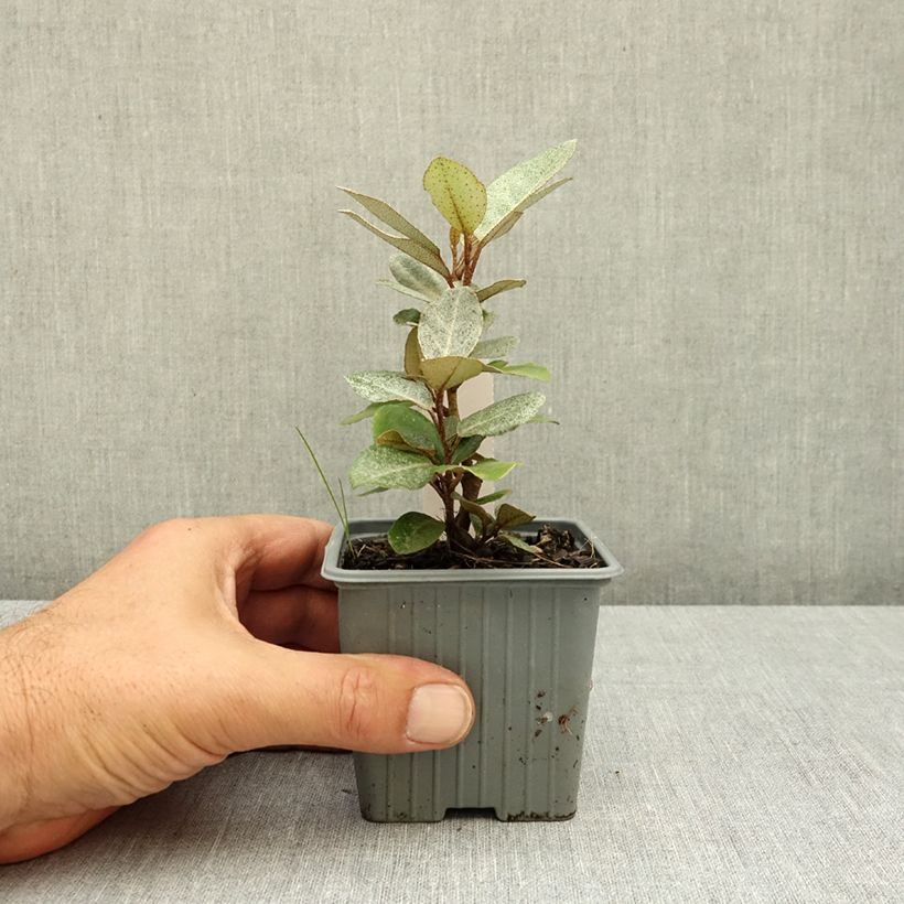 Elaeagnus ebbingei Compacta - Oleaster 8/9 cm pot sample as delivered in summer