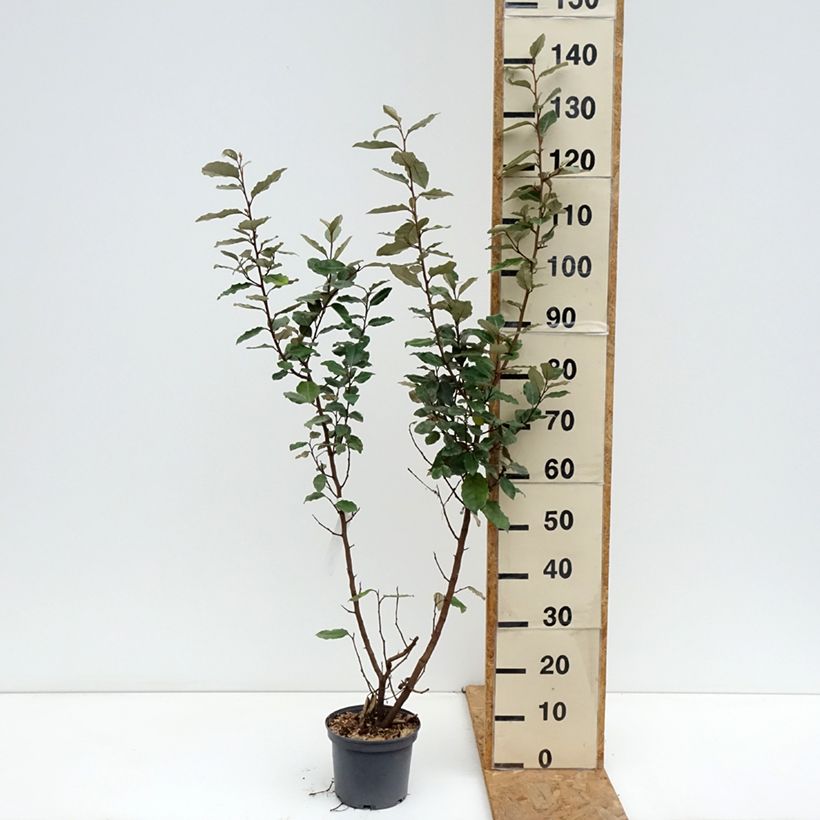 Elaeagnus ebbingei Compacta - Oleaster 2L/3L pot sample as delivered in autumn