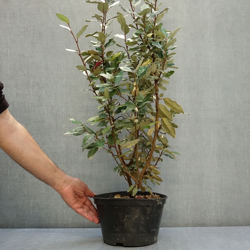 Elaeagnus submacrophylla Crispy® - Ebbinge's silverberry 4L/5L pot sample as delivered in autumn