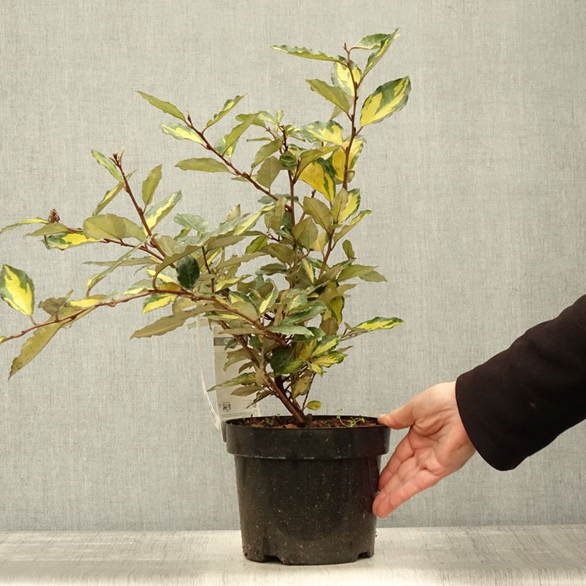 Elaeagnus ebbingei Eleador - Oleaster 3L/4L pot sample as delivered in autumn