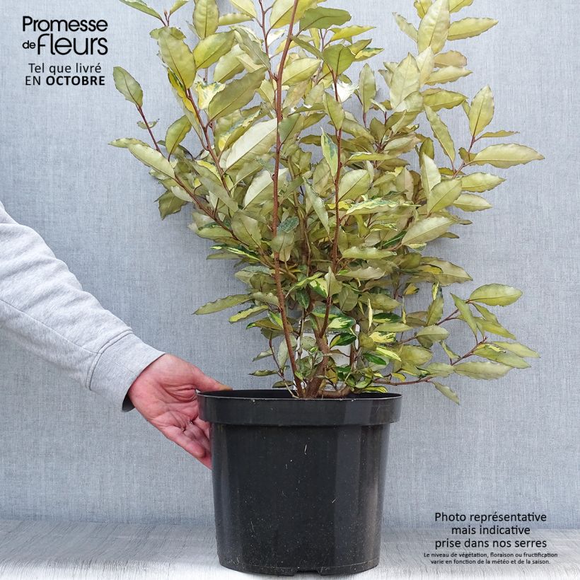 Elaeagnus ebbingei Eleador - Oleaster 7.5L/10L pot sample as delivered in autumn