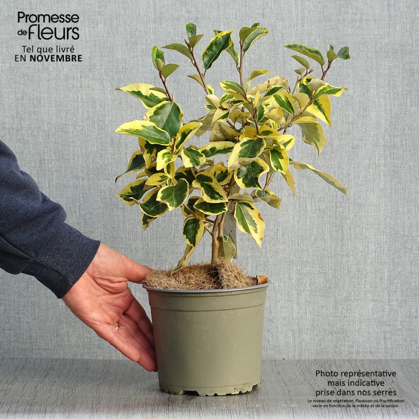 Elaeagnus ebbingei Gilt Edge - Oleaster 2L/3L pot sample as delivered in autumn