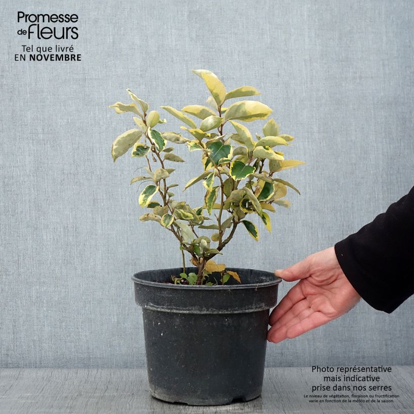 Elaeagnus ebbingei Gilt Edge - Oleaster 3L/4L pot sample as delivered in autumn