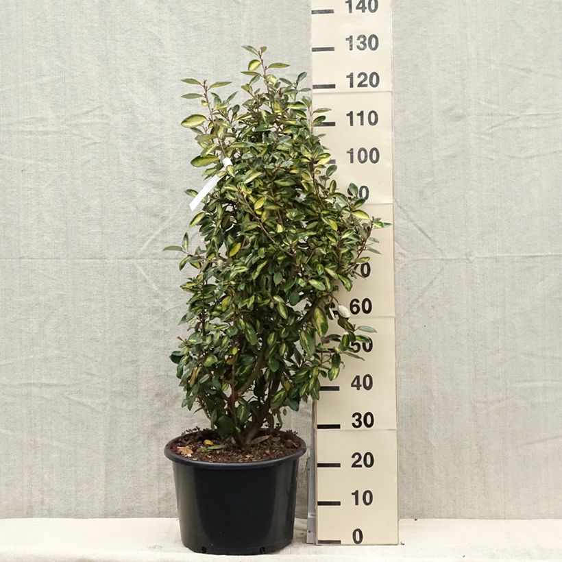 Elaeagnus ebbingei Limelight - Oleaster 7.5L/10L pot sample as delivered in spring