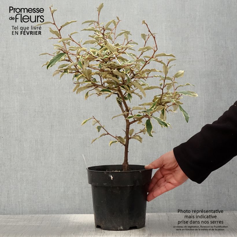 Eleagnus pungens Hosoba-Fukurin 3L/4L pot sample as delivered in winter