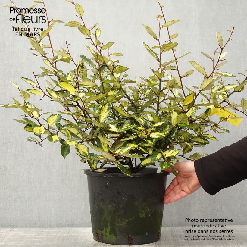 Elaeagnus pungens Variegata 7.5L/10L pot sample as delivered in spring