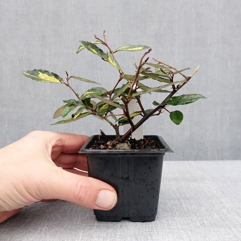 Elaeagnus pungens Variegata 8/9 cm pot sample as delivered in winter