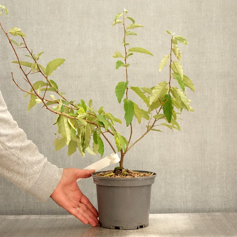 Elaeagnus umbellata Fortunella 2L/3L pot sample as delivered in autumn