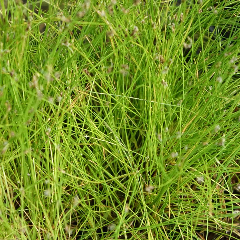 Eleocharis acicularis (Foliage)