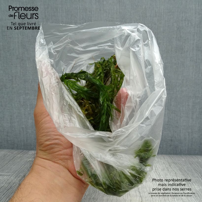 Elodea canadensis Bare root sample as delivered in autumn