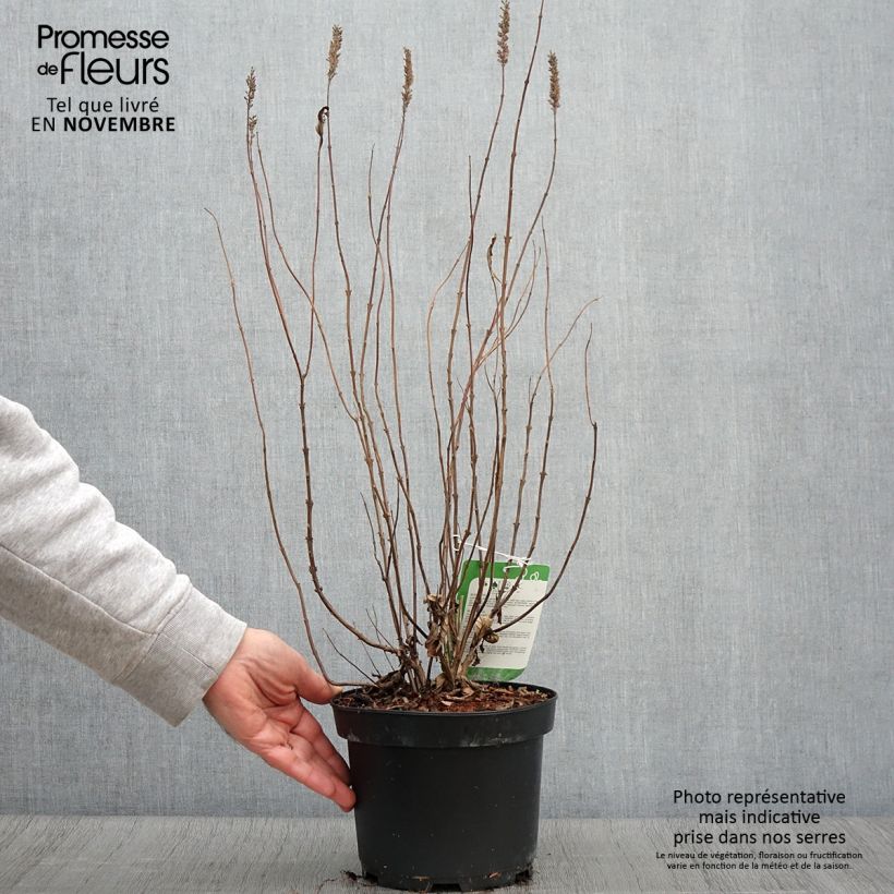 Elsholtzia stauntonii - Mint Bush 2L/3L pot sample as delivered in autumn