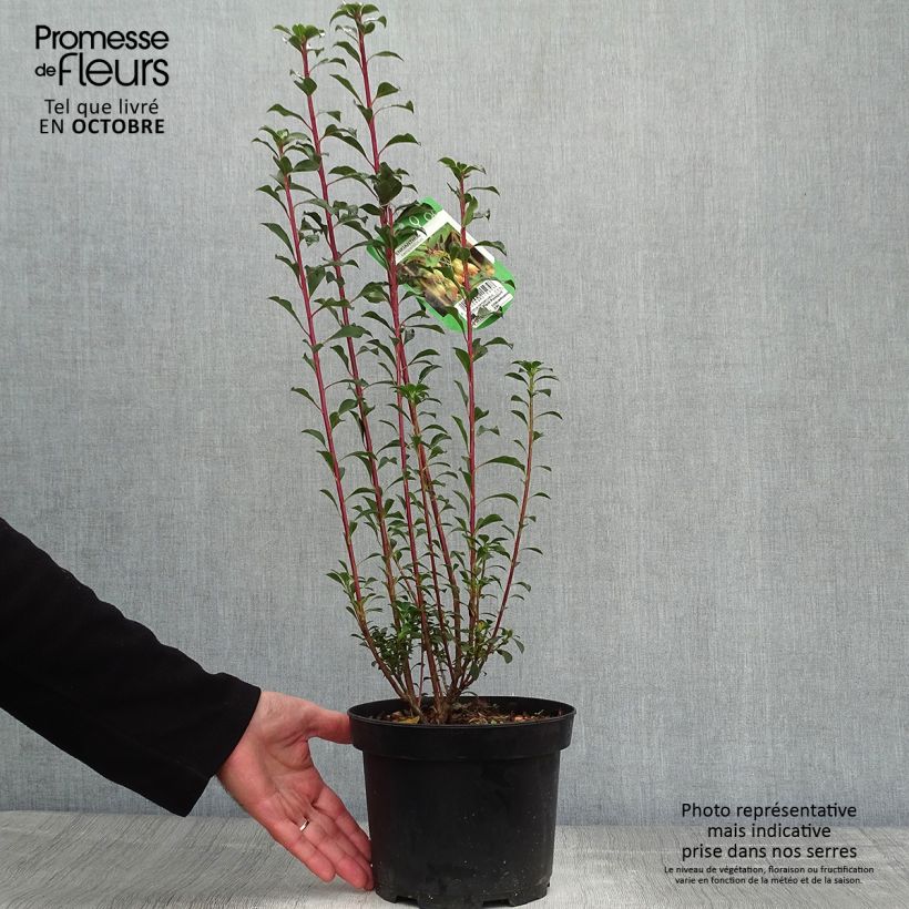Enkianthus campanulatus 2L/3L pot sample as delivered in autumn