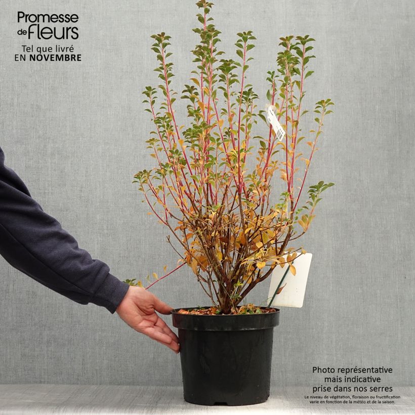 Enkianthus campanulatus 7.5L/10L pot sample as delivered in autumn