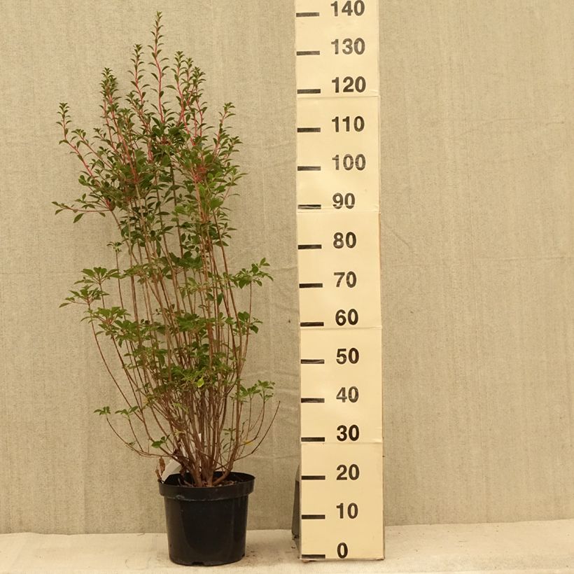 Enkianthus campanulatus 6L/7L pot sample as delivered in summer