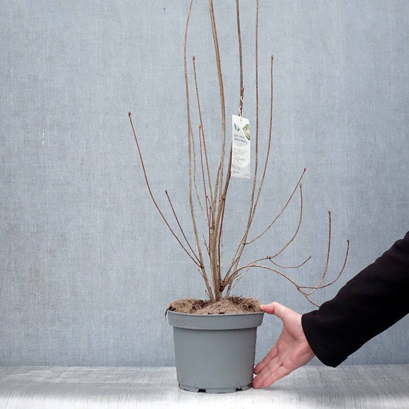 Enkianthus campanulatus Prettycoat 2L/3L pot sample as delivered in winter