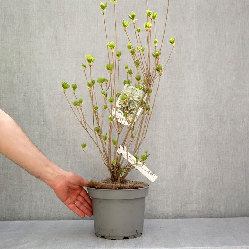 Enkianthus campanulatus Prettycoat 2L/3L pot sample as delivered in spring