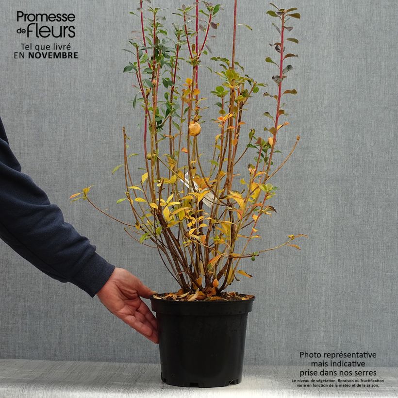 Enkianthus campanulatus Red Bells 2L/3L pot sample as delivered in autumn