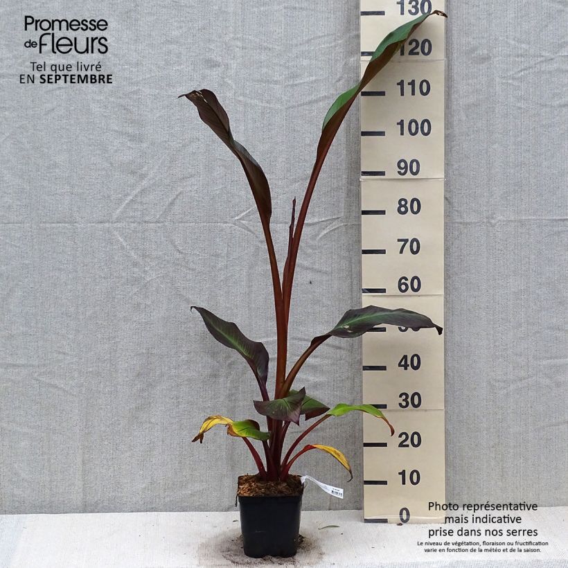 Ensete ventricosum Maurelii - Ethiopian Black Banana 2L/3L pot sample as delivered in autumn