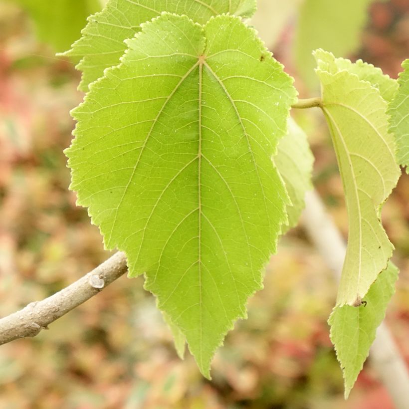Entelea arborescens  - Whau (Foliage)