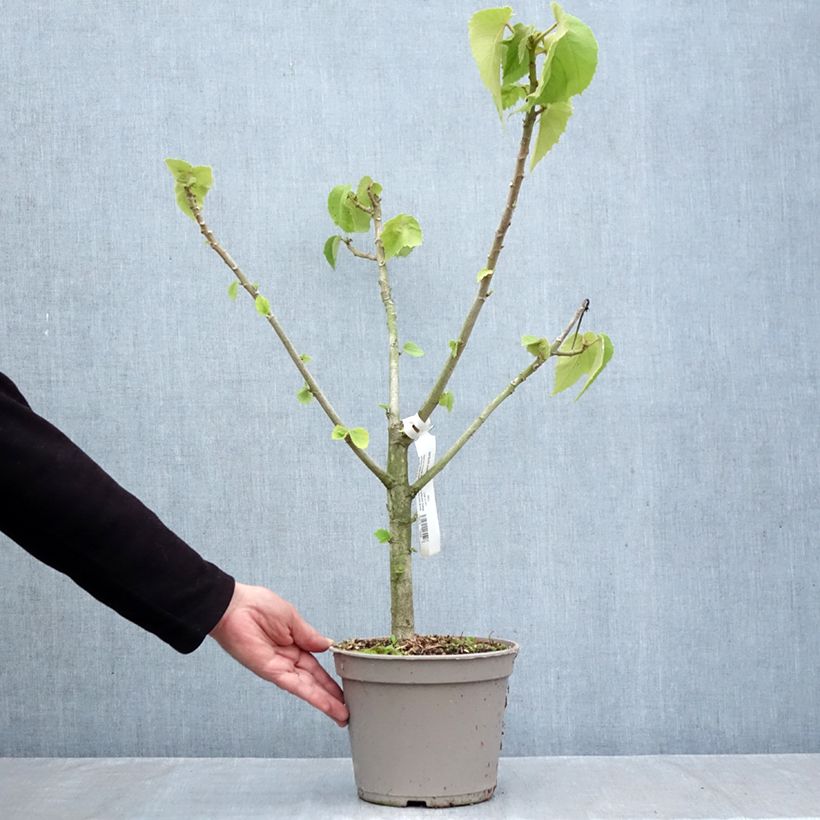 Entelea arborescens  - Whau 4L/5L pot sample as delivered in autumn