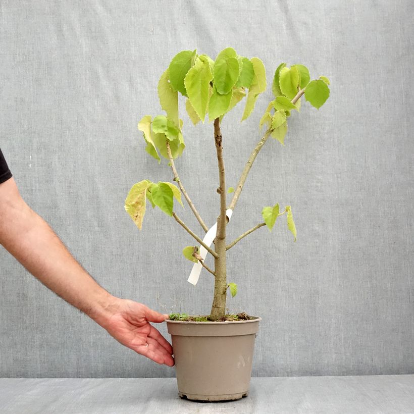 Entelea arborescens  - Whau 4L/5L pot sample as delivered in summer