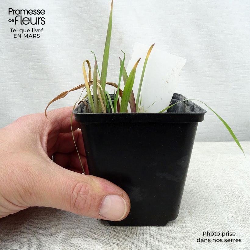 Tradescantia Angelic Charm - Spiderwort 8/9 cm pot sample as delivered in spring