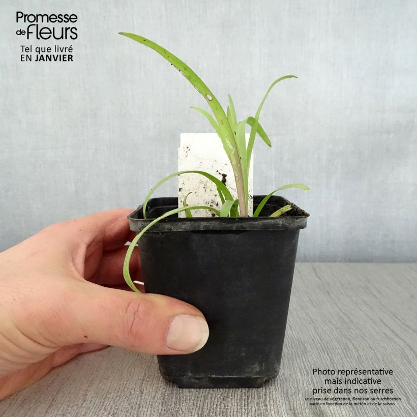 Tradescantia Angelic Charm - Spiderwort 8/9 cm pot sample as delivered in winter