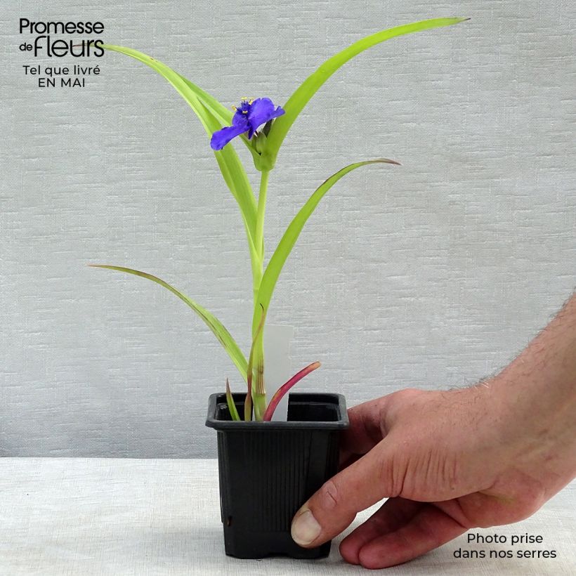 Tradescantia Sweet Kate - Spiderwort 8/9 cm pot sample as delivered in spring