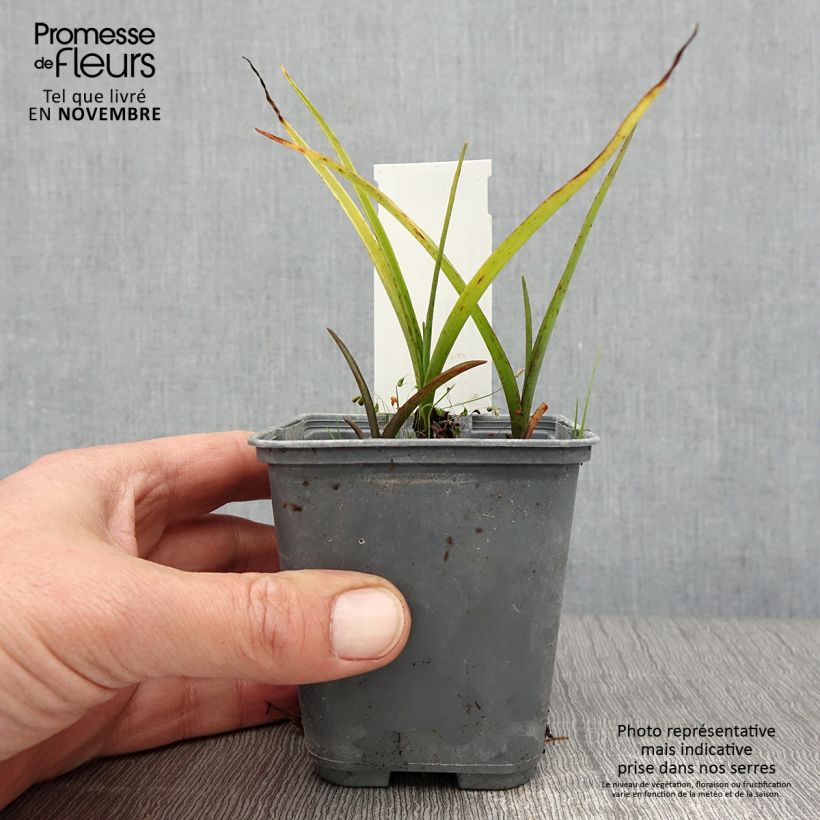 Tradescantia Blue and Gold 8/9 cm pot sample as delivered in autumn