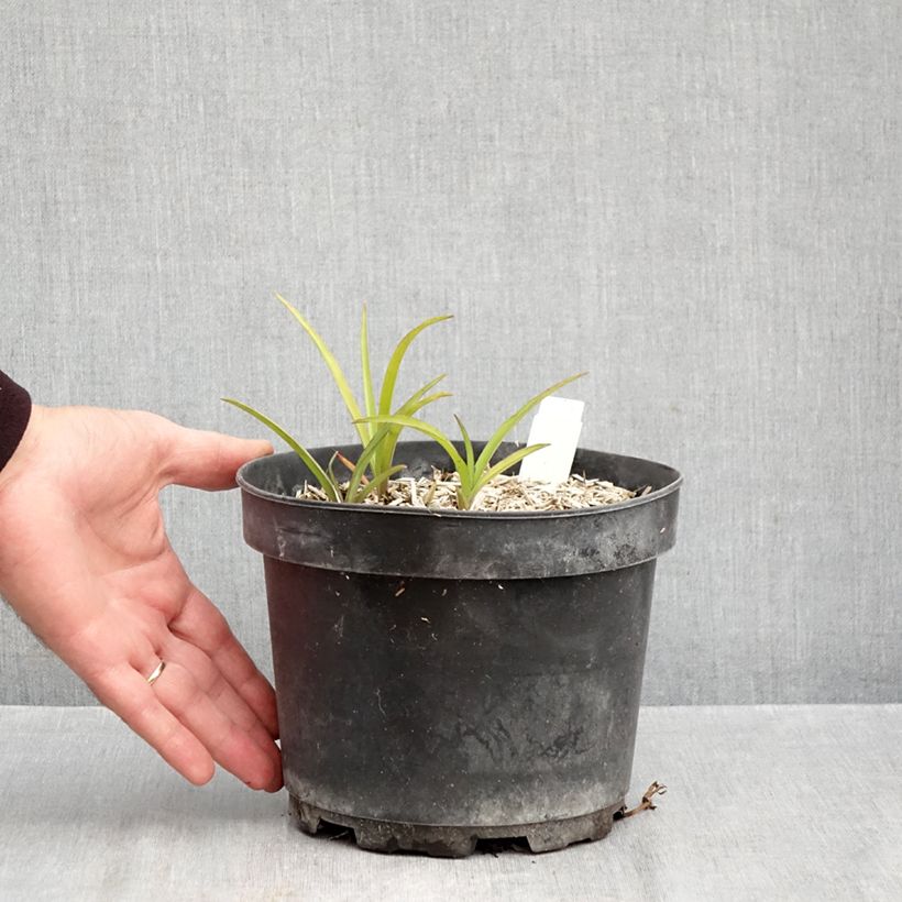 Tradescantia Blue and Gold 2L/3L pot sample as delivered in autumn