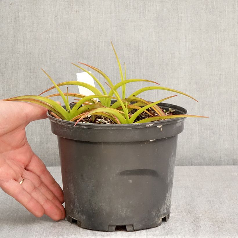 Tradescantia Blue and Gold 2L/3L pot sample as delivered in spring