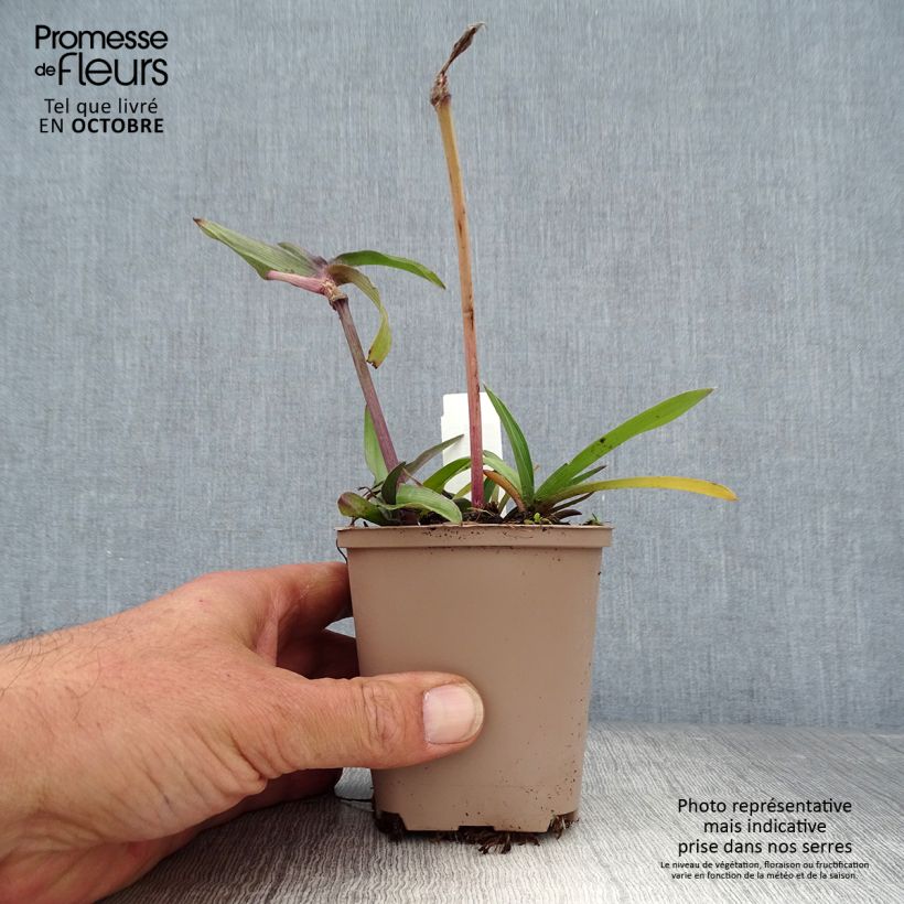 Tradescantia Karminglut - Spiderwort 8/9 cm pot sample as delivered in autumn