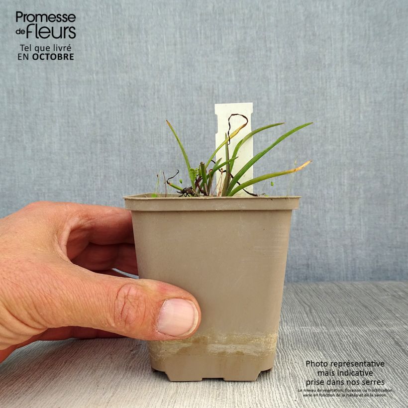 Tradescantia andersoniana Little Doll - Spiderwort 8/9 cm pot sample as delivered in autumn
