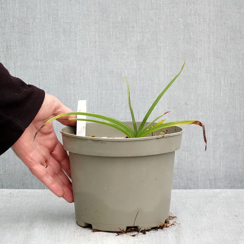 Tradescantia Ocean Blue - Spiderwort 2L/3L pot sample as delivered in autumn