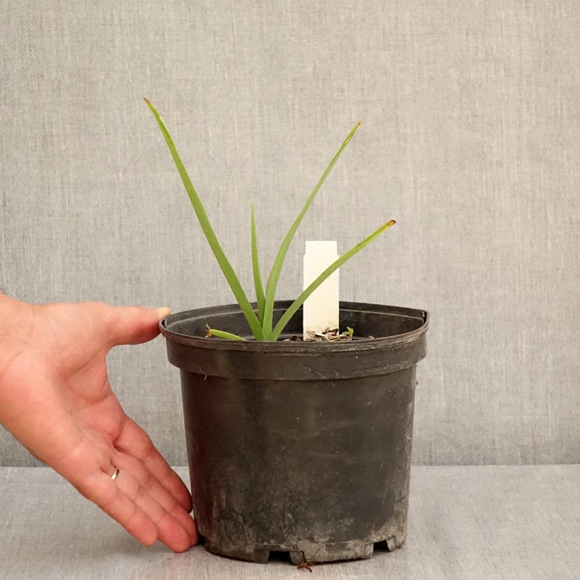 Tradescantia Ocean Blue - Spiderwort 2L/3L pot sample as delivered in summer