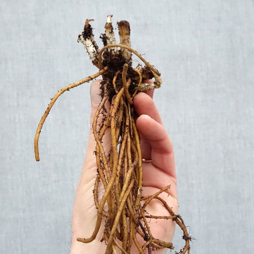 Tradescantia Ocean Blue - Spiderwort Bare root sample as delivered in winter