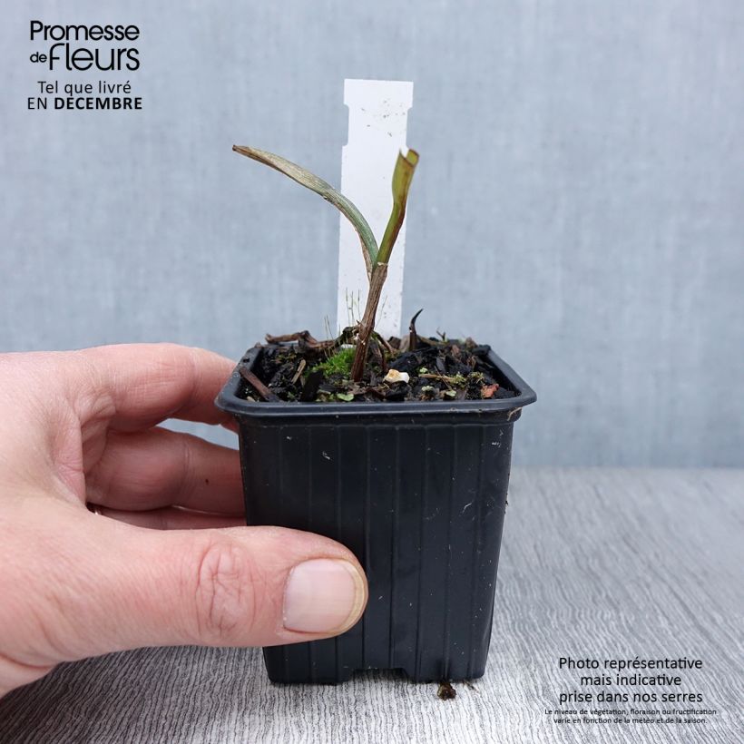 Tradescantia x andersoniana 'Osprey' 8/9 cm pot sample as delivered in autumn