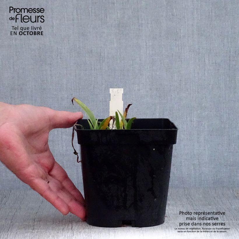 Tradescantia x andersoniana 'Osprey' 2L/3L pot sample as delivered in autumn