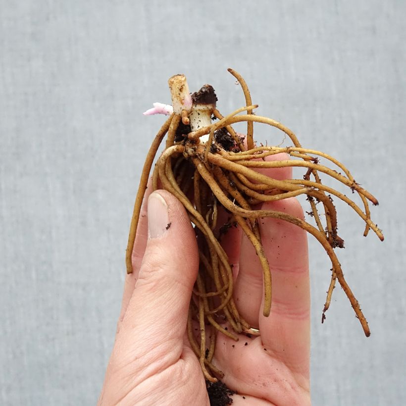Tradescantia x andersoniana 'Osprey' Bare root sample as delivered in winter