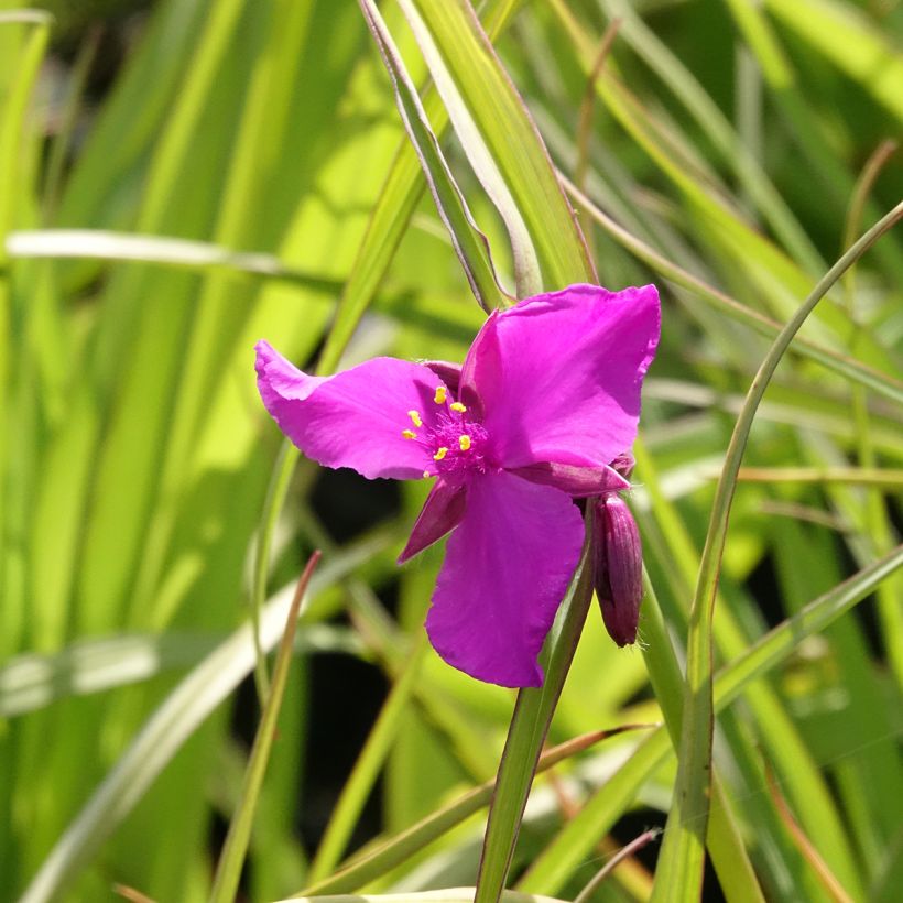 Tradescantia andersoniana Red Grape - Spiderwort (Flowering)