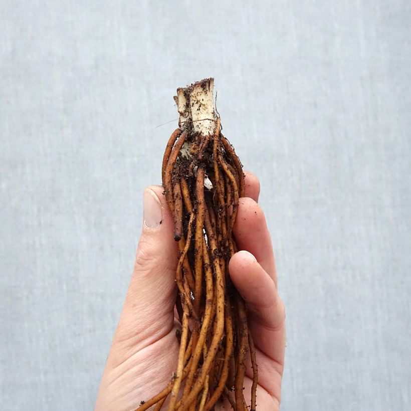 Tradescantia andersoniana Red Grape - Spiderwort Bare root sample as delivered in winter
