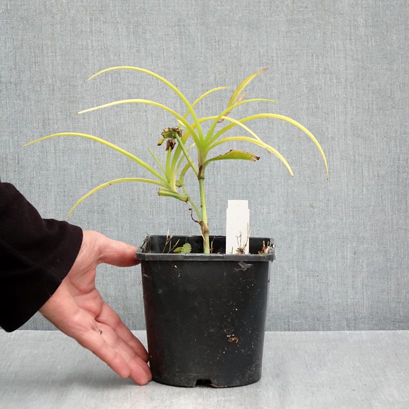 Tradescantia Sweet Kate - Spiderwort 2L/3L pot sample as delivered in autumn