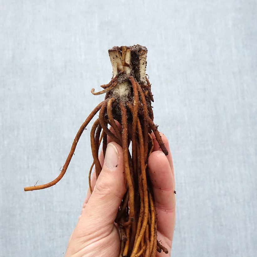 Tradescantia Sweet Kate - Spiderwort Bare root sample as delivered in winter