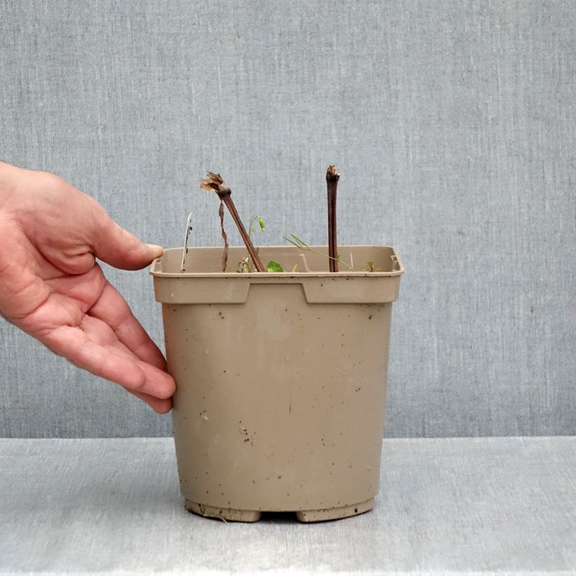 Tradescantia x andersoniana Concord Grape 2L/3L pot sample as delivered in autumn