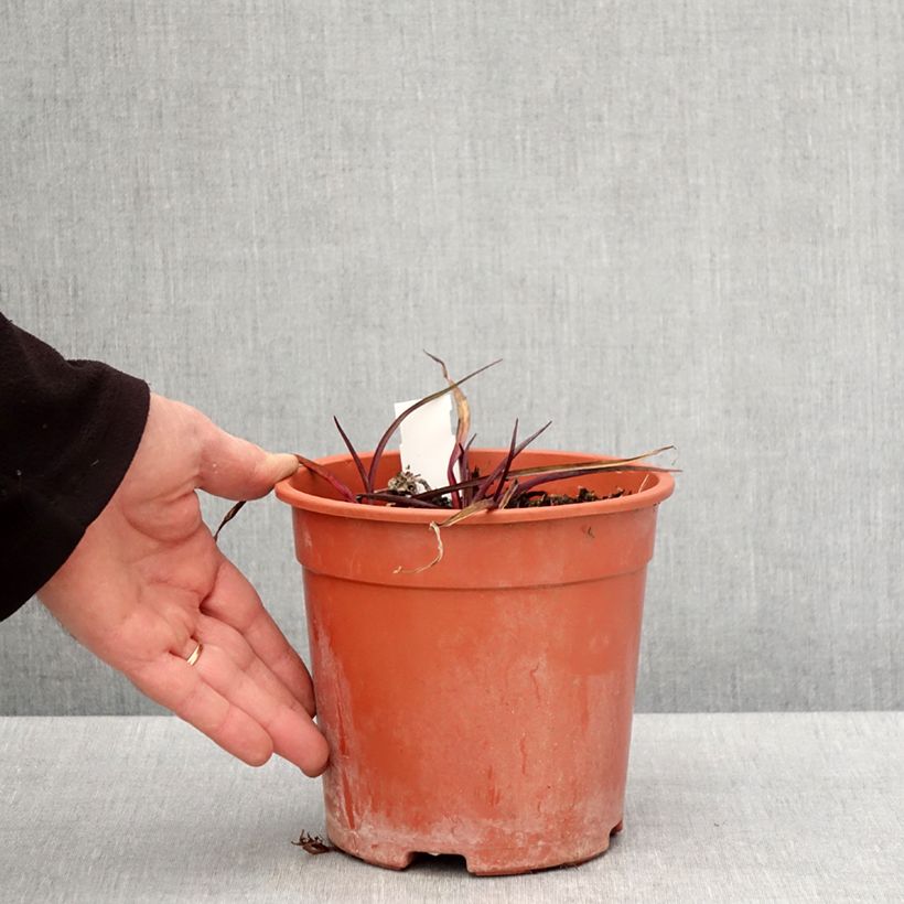 Tradescantia x andersoniana Concord Grape 2L/3L pot sample as delivered in spring