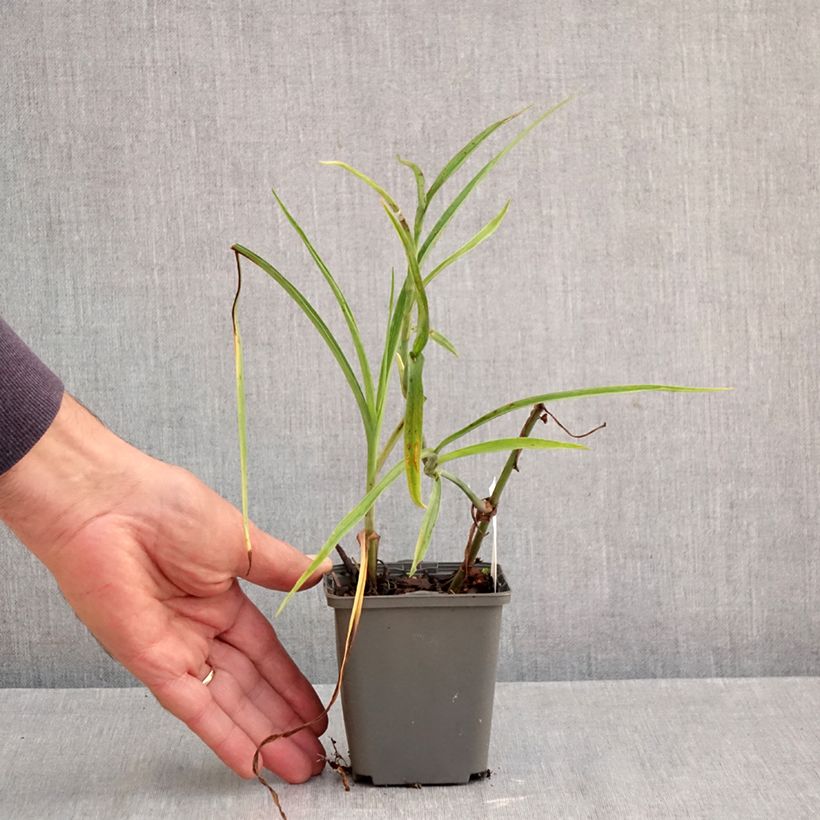Tradescantia andersoniana Perrines Pink - Spiderwort 8/9 cm pot sample as delivered in autumn
