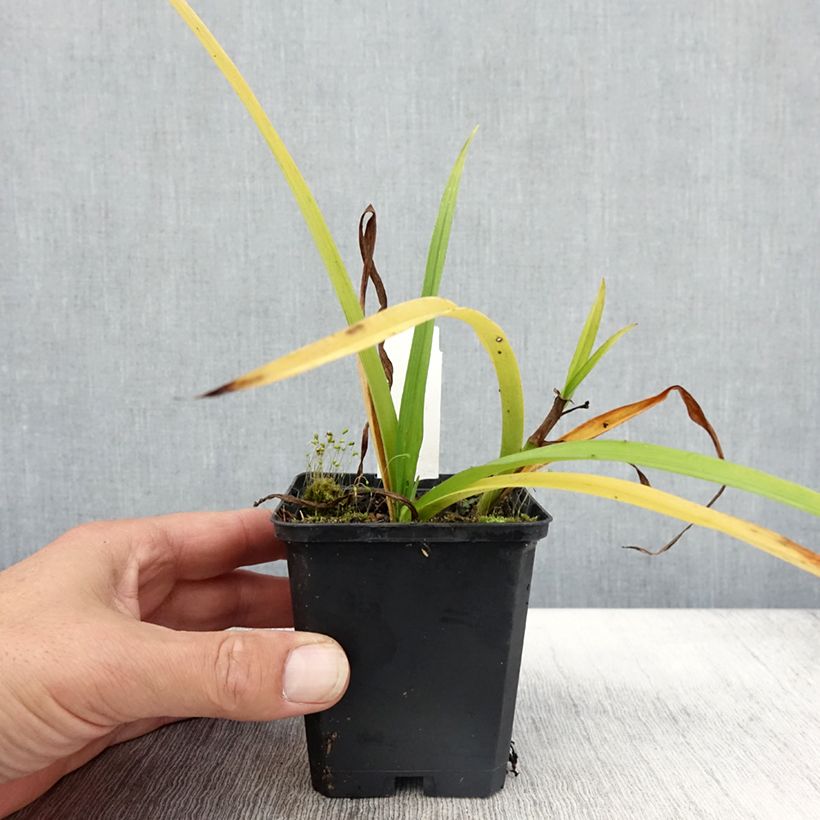 Tradescantia andersoniana Innocence - Spiderwort 8/9 cm pot sample as delivered in autumn