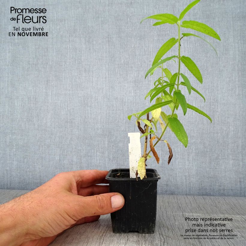 Stachys palustris 8/9 cm pot sample as delivered in autumn