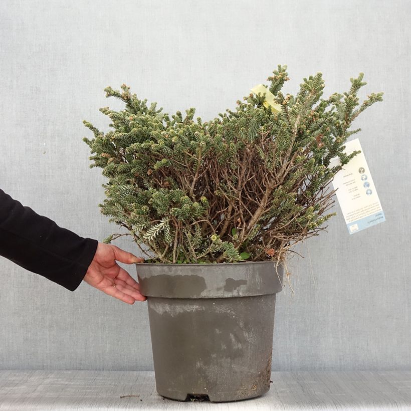 Picea pungens Blue Mountain - Blue Spruce Each sample as delivered in spring